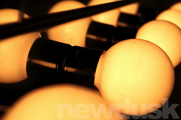bulbs